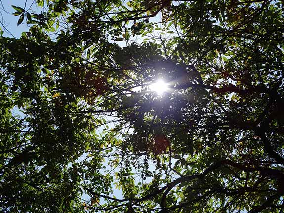 Sun through the trees