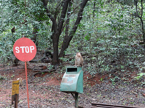 Monkeys on the road