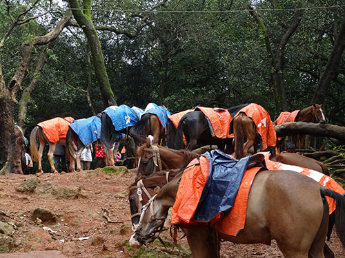 Horses at the hill