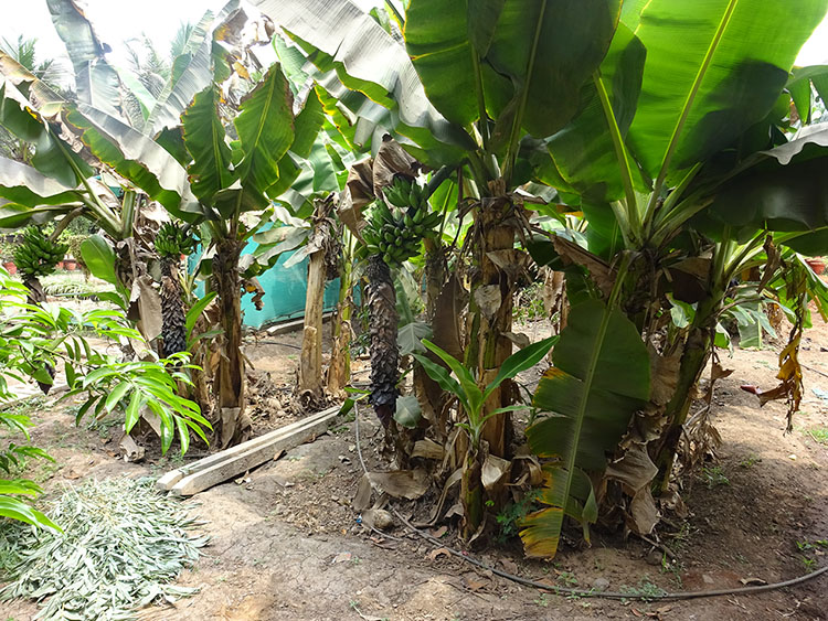 Plantation at the resort