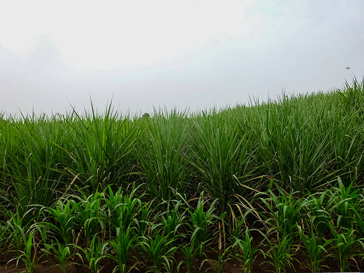 Sugarcane Crop