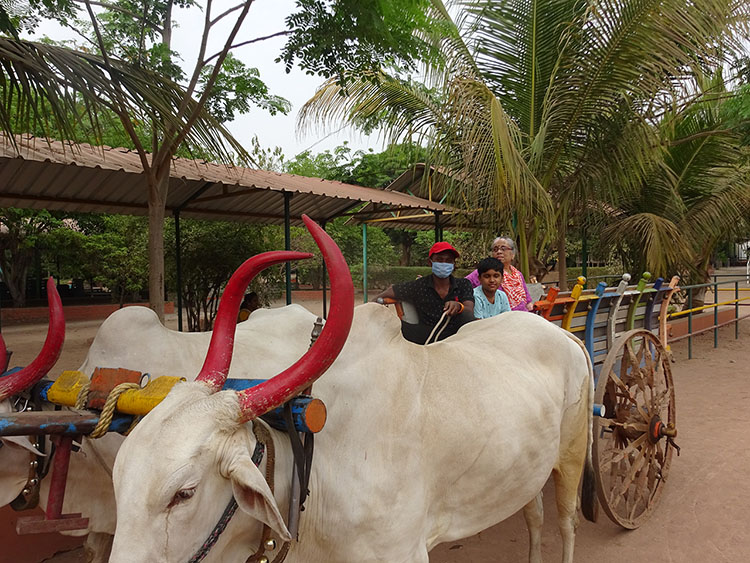 Bullock Cart Ride