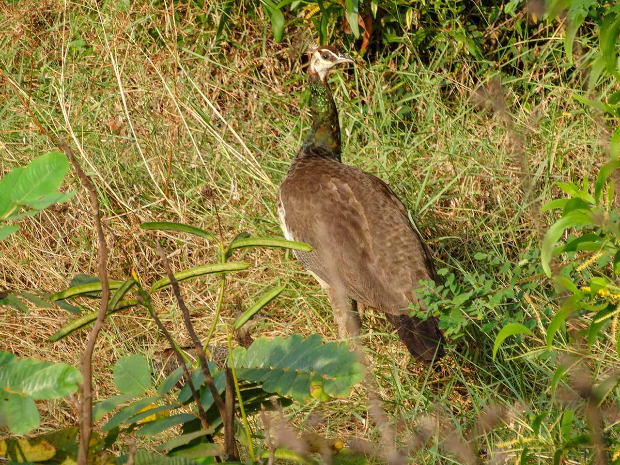 Pea Hens near the Resort