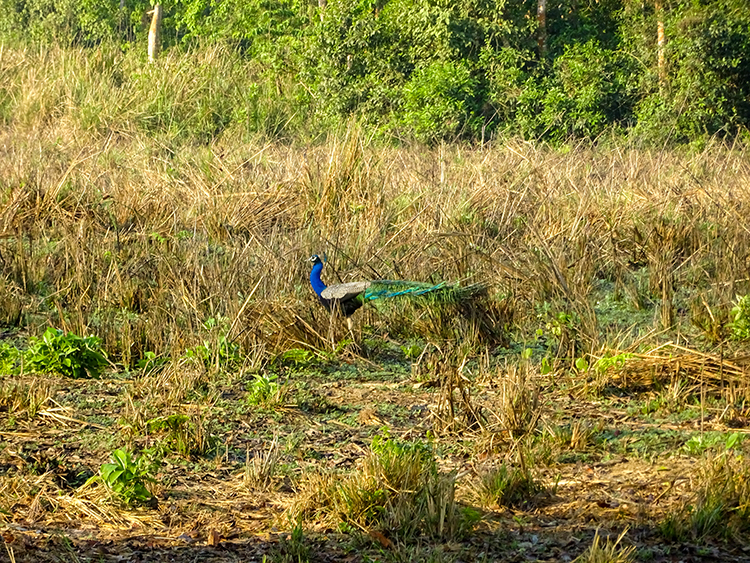 Peacock