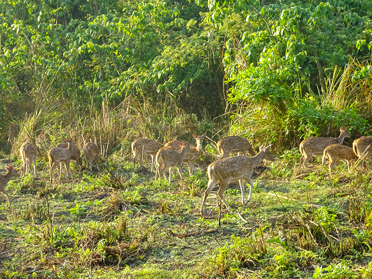 Deers