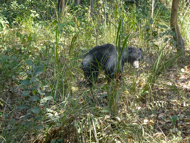 Black Bear
