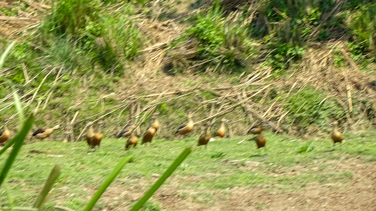 Birds