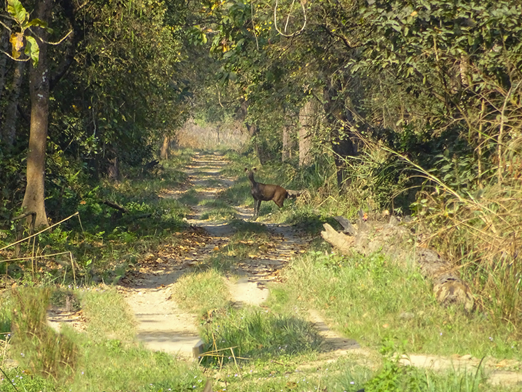 Lone Deer spotted on the way