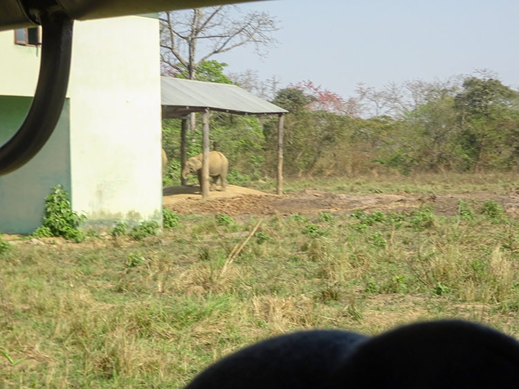 Elephants spotted on the way