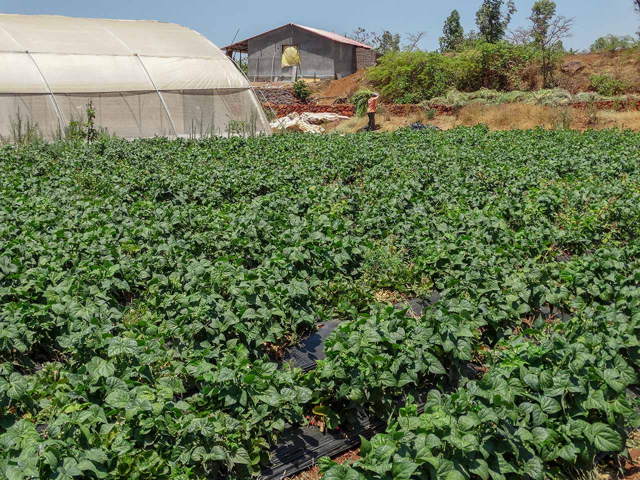 Strawberry fields at Bhillar