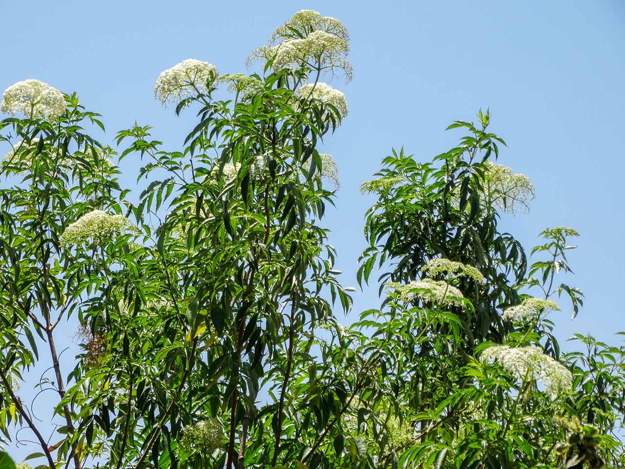 Flowers at Bhillar