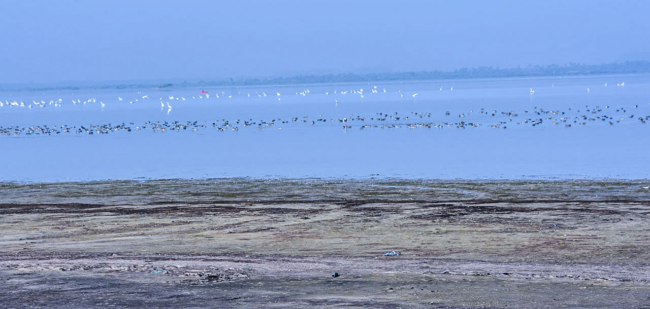 Birds in the river on the way to Puducherry