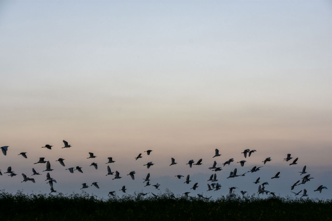 Birds on the island
