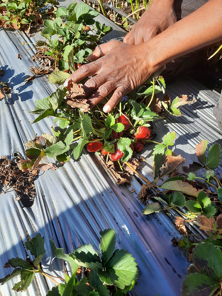 strawberry plant