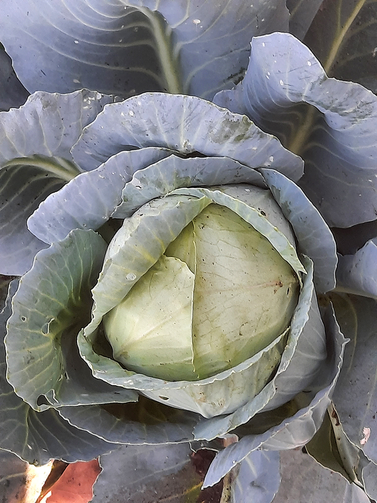 Cabbage plant