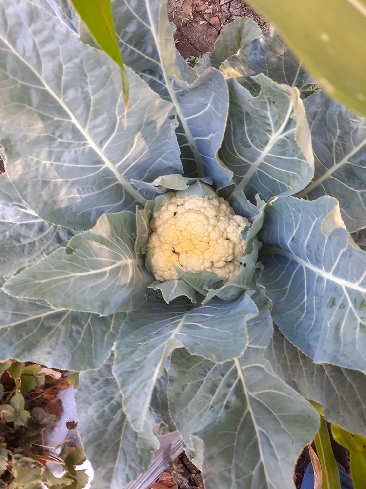 Cauliflower plant