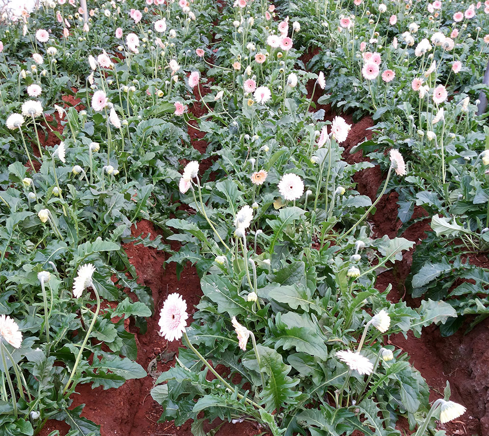 Gerbera Flower farm