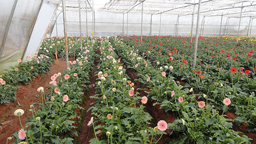 Gerbera Farm