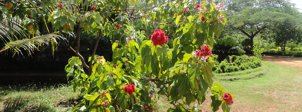 Sai Vishram Resort