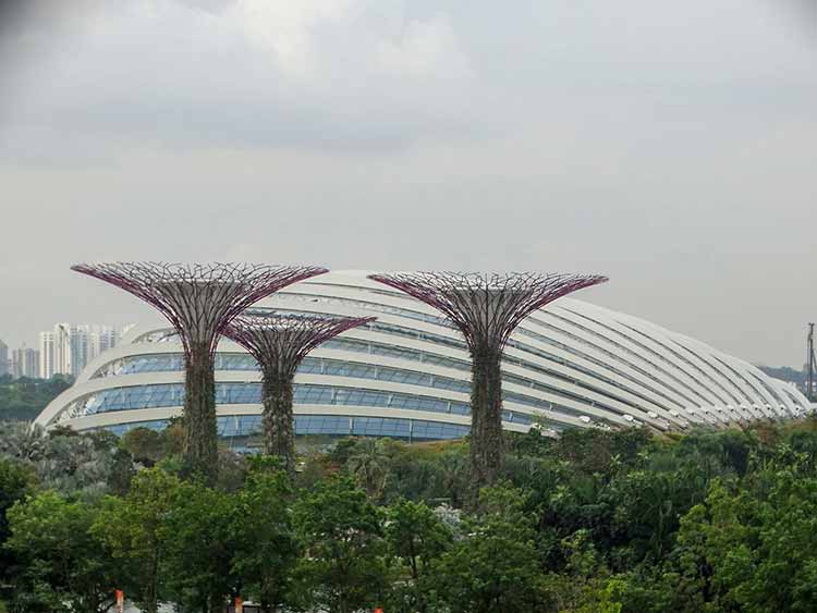 Supertree in Marina Bay