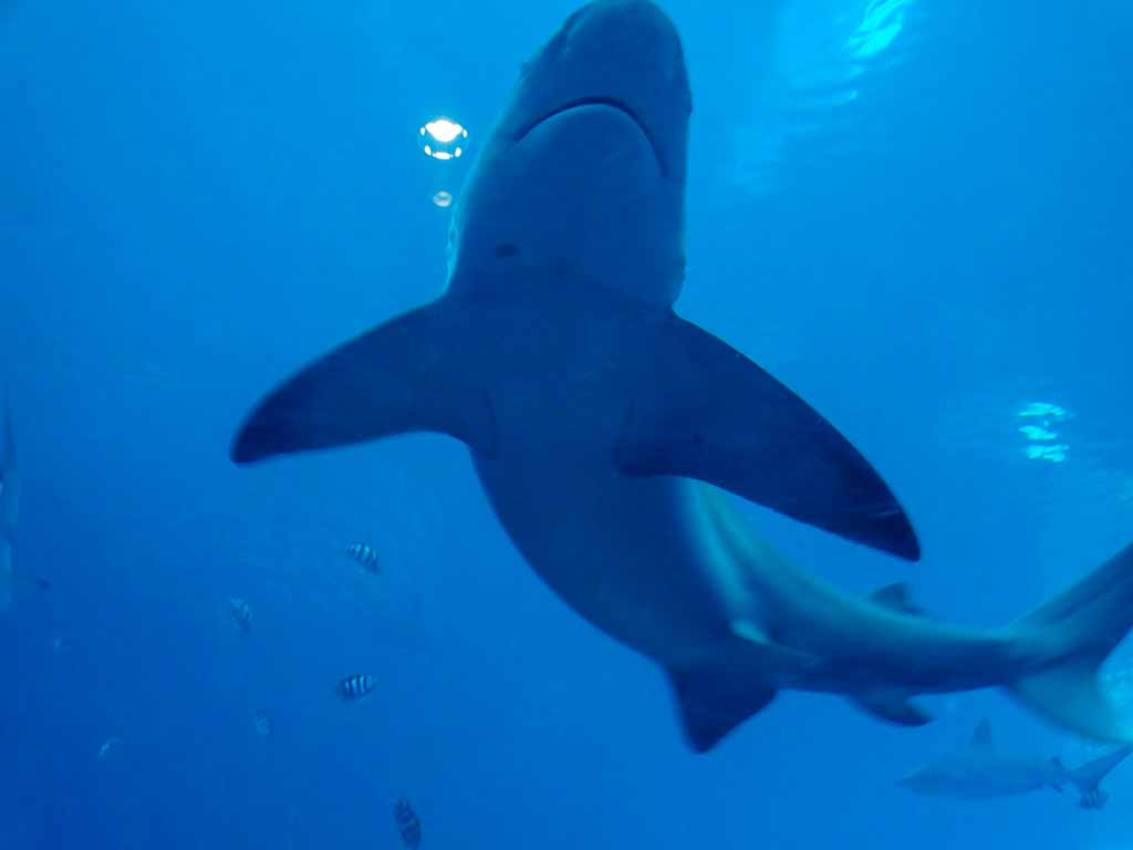Shark in view
