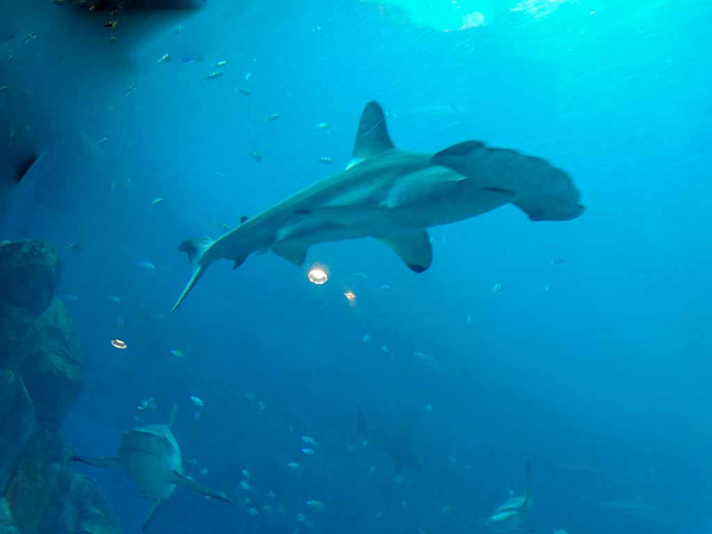 Hmmerhead Shark