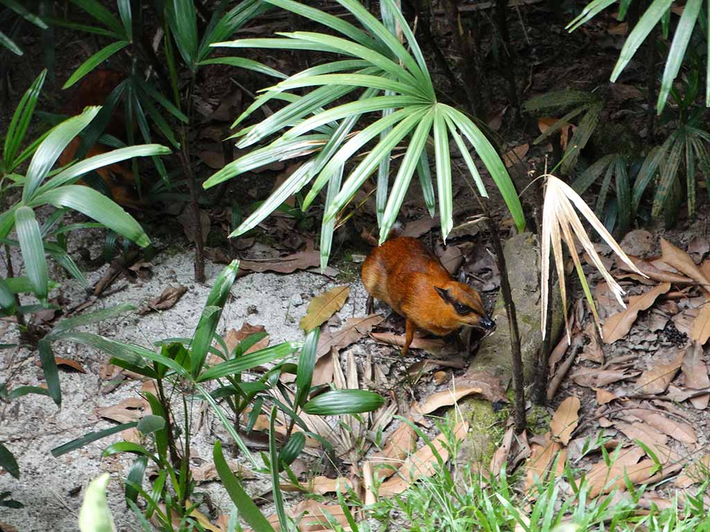 Greater Mousedeer