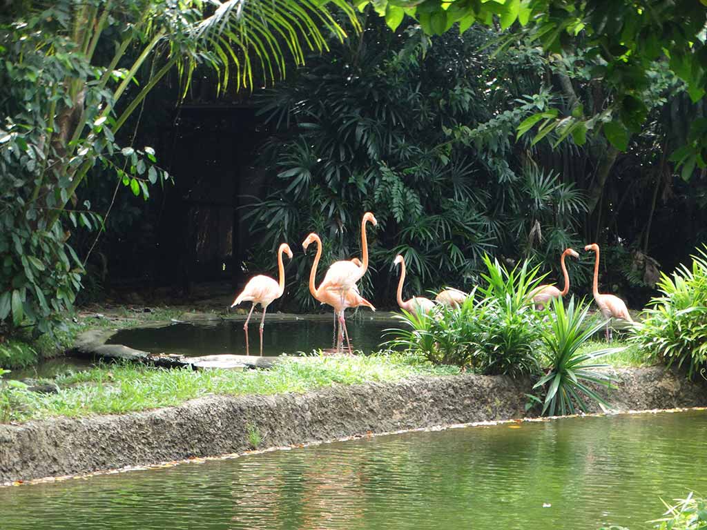 Caribbean Flamingos