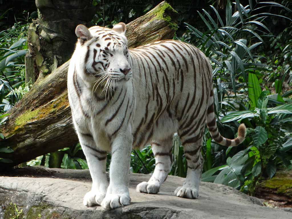 Tiger on the prowl