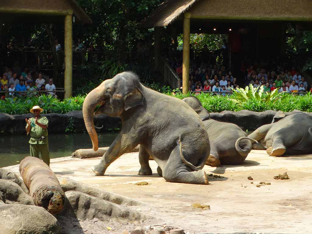Elephant Show