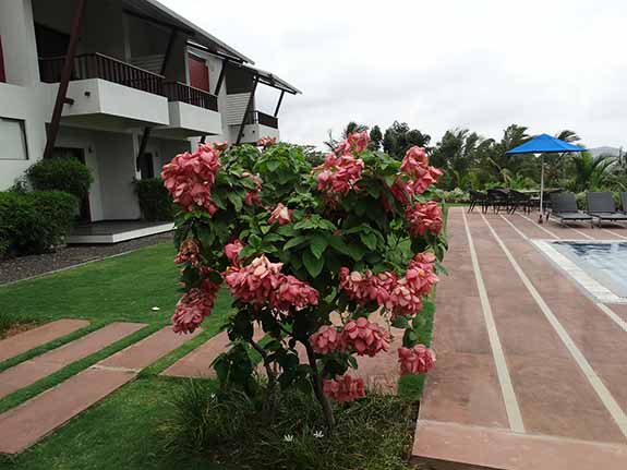 Resort lawn