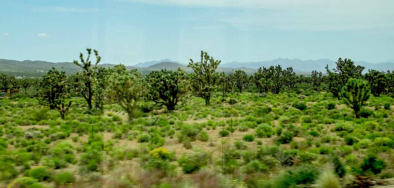 Bushy plants and Joshua trees