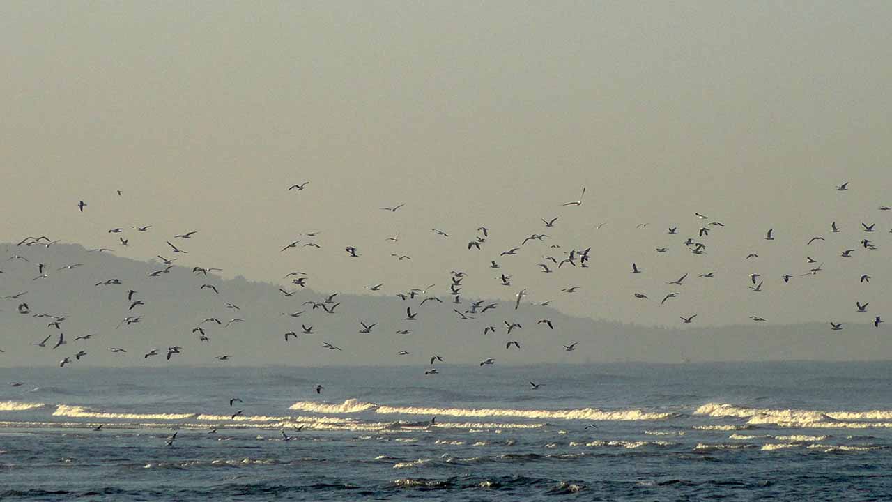 Migratory birds on the beach