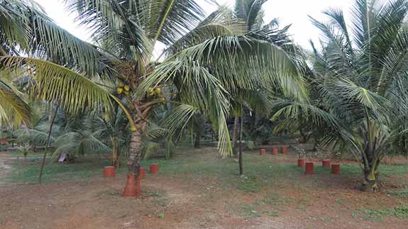 Cocounut farm
