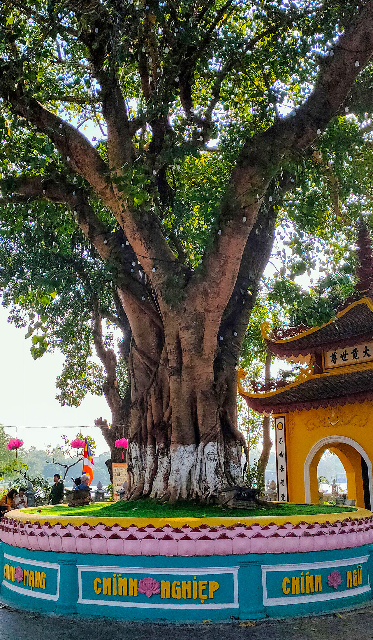 Bodhi Tree