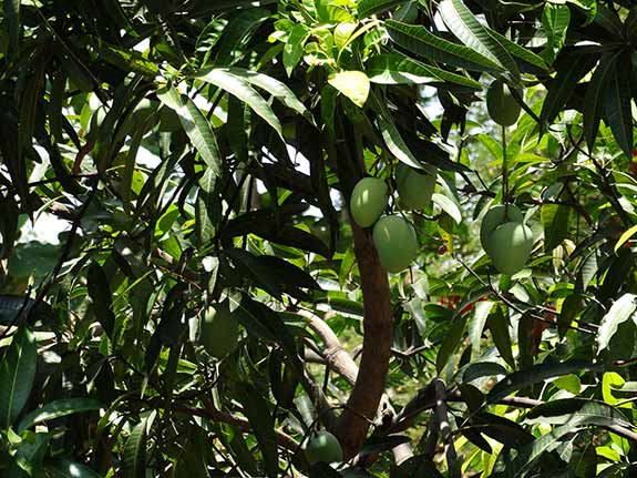 Mango plantation