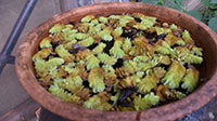 Pisteria Strigeotis