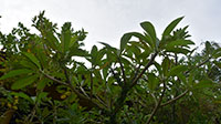 Flummeria