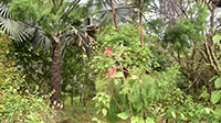 Musunda