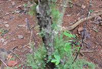 Eucalyptus