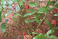 Red Flower Ginger