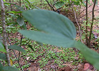 Kanchan
