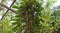 Parvati Butti