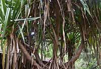 Pondanas