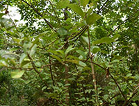Agni Mauthana