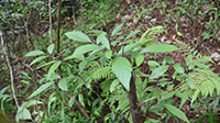 Nirgundi
