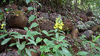 Krotoleria