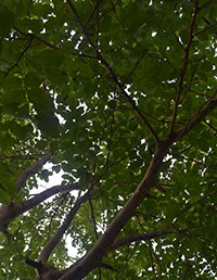 Casia Pistula