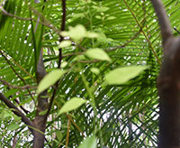 Cinemon Camphor