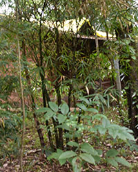 Budha's Bamboos